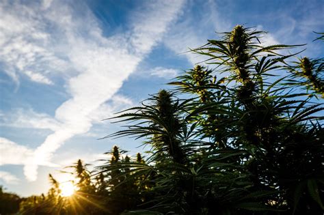 They include 152 growers, 59 processors, and five universities that are now licensed to legally grow, cultivate, process, and research. . List of licensed hemp growers
